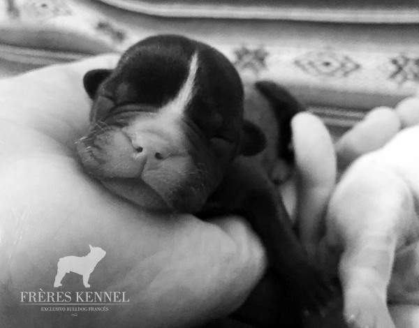 Cachorro Bulldog Francés