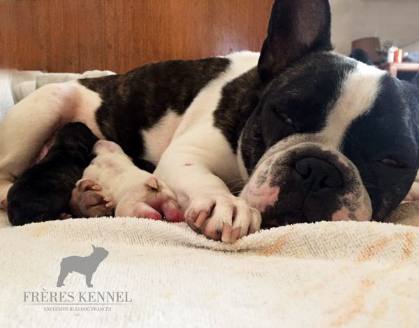 Cachorro Bulldog Francés