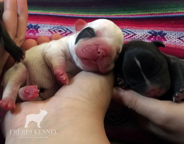 Cachorro Bulldog Francés