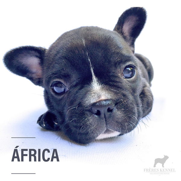 Cachorro Bulldog Francés