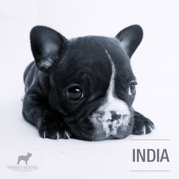 Cachorro Bulldog Francés