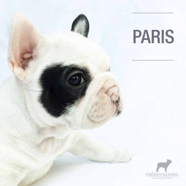 Cachorro Bulldog Francés