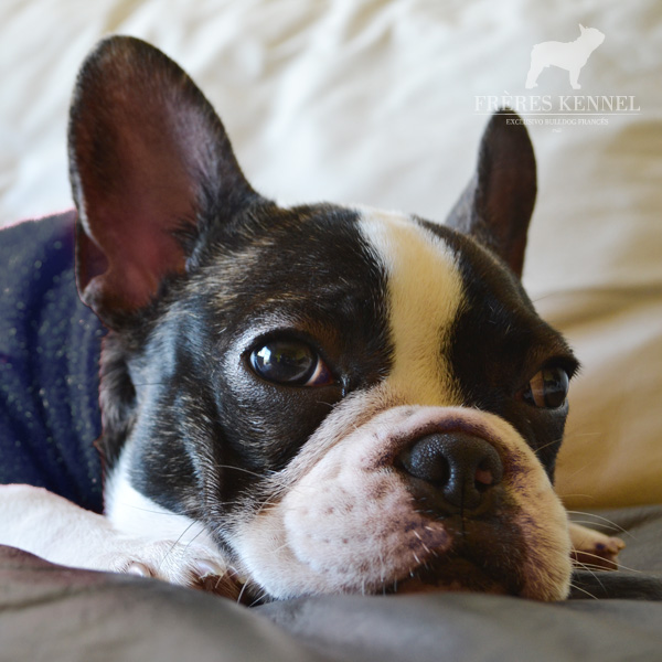 AMAI Bulldog Francés