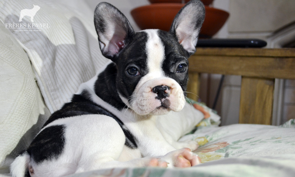 AMAI Bulldog Francés