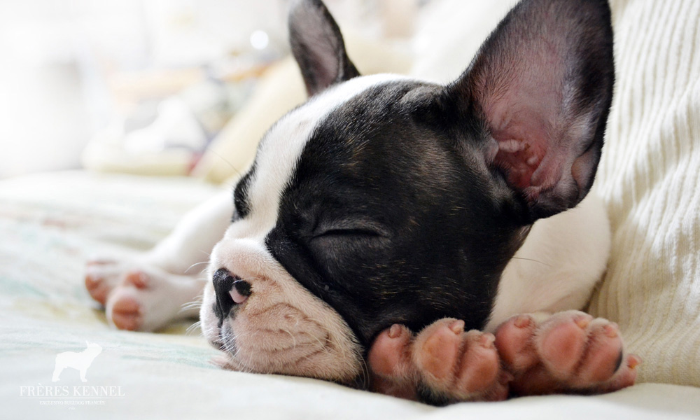 AMAI Bulldog Francés