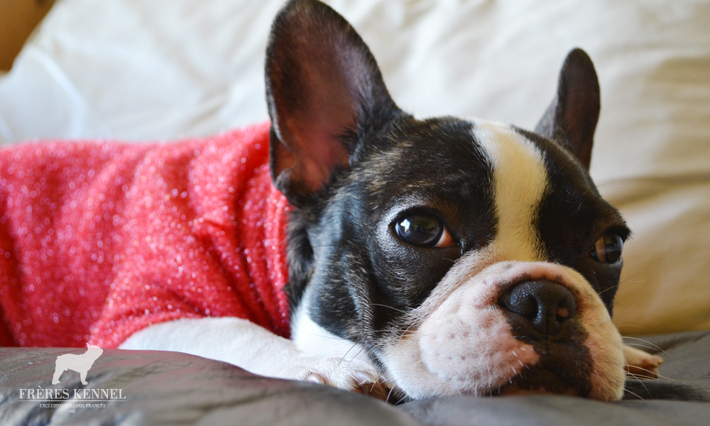 AMAI Bulldog Francés