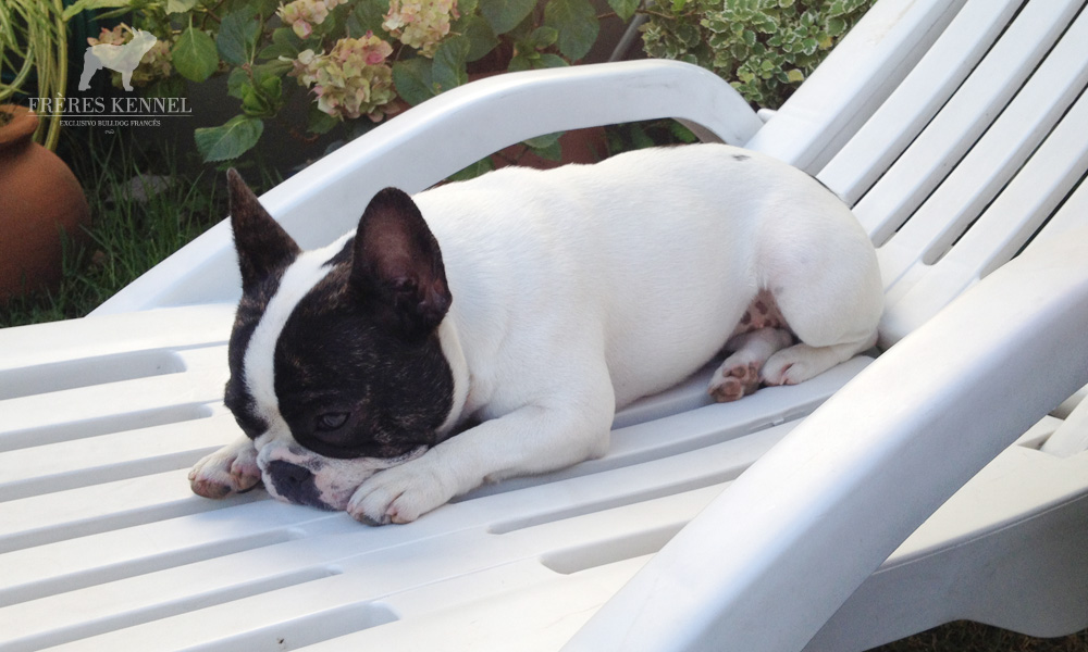 AMAI Bulldog Francés