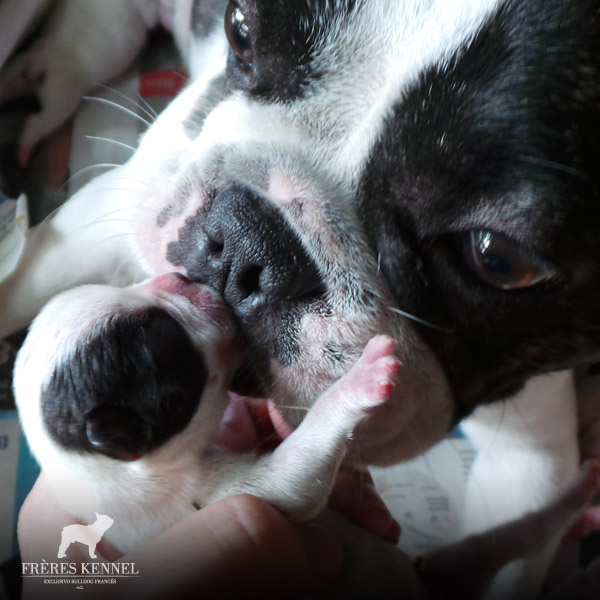 Cachorros Bulldog Francés