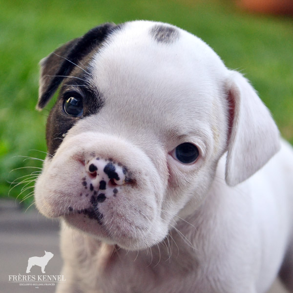 Cachorros Bulldog Francés