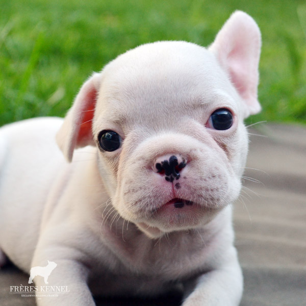 Cachorros Bulldog Francés
