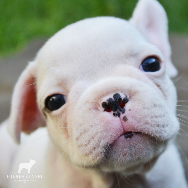 Cachorros Bulldog Francés