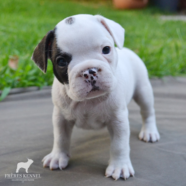 Cachorros Bulldog Francés