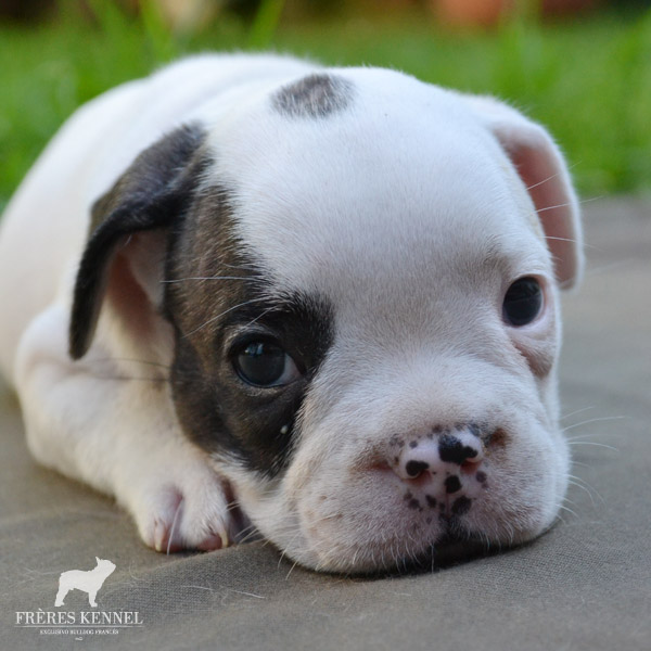 Cachorros Bulldog Francés