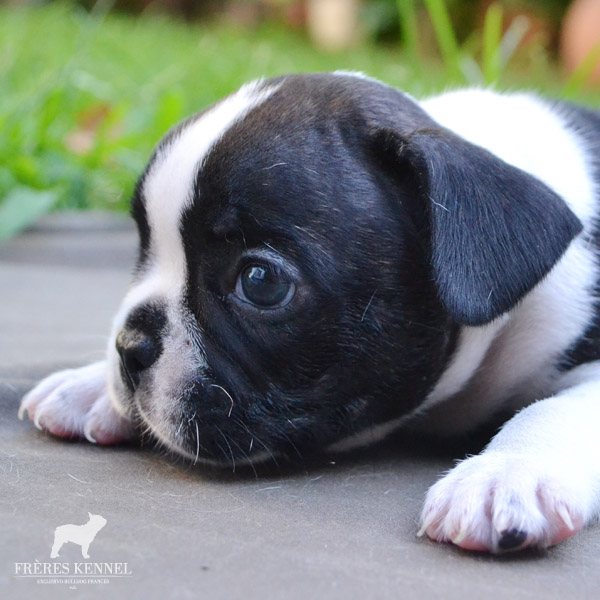 Cachorros Bulldog Francés