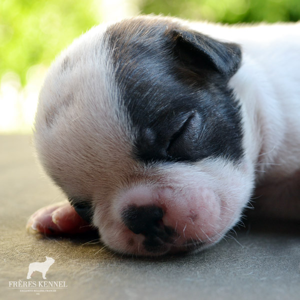 Cachorros Bulldog Francés