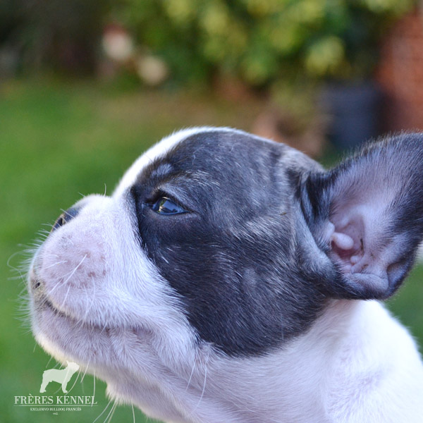 Cachorros Bulldog Francés