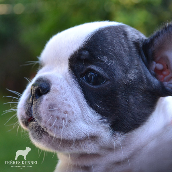 Cachorros Bulldog Francés