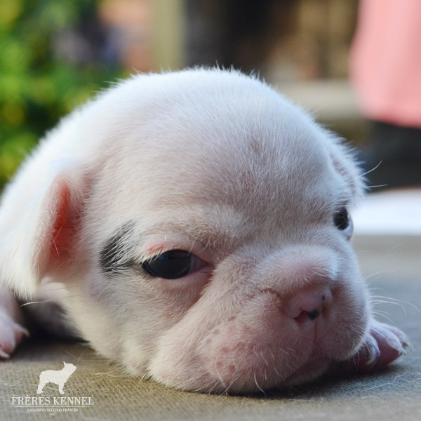 Cachorros Bulldog Francés
