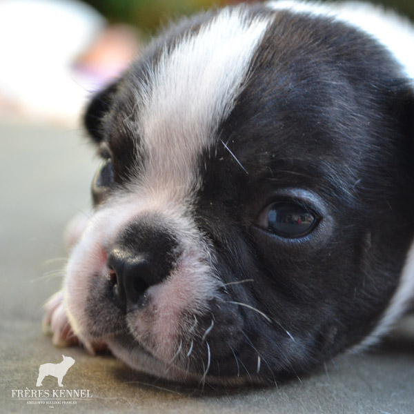 Cachorros Bulldog Francés