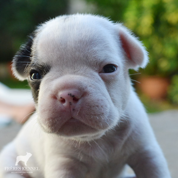 Cachorros Bulldog Francés