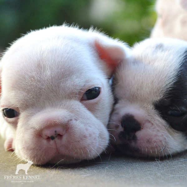 Cachorros Bulldog Francés