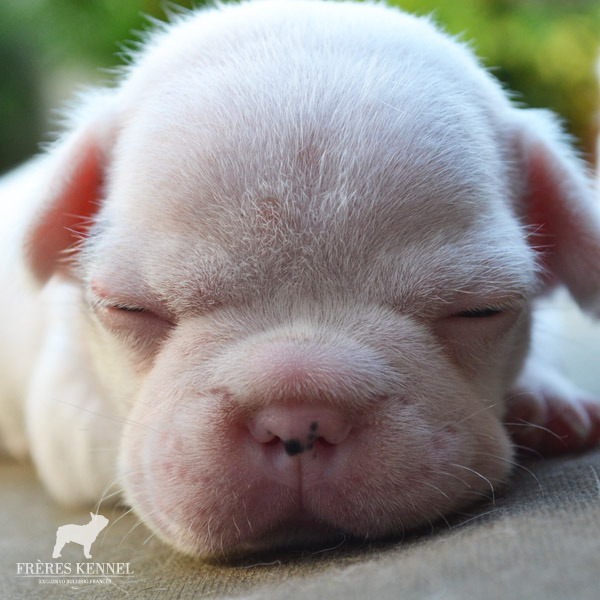 Cachorros Bulldog Francés