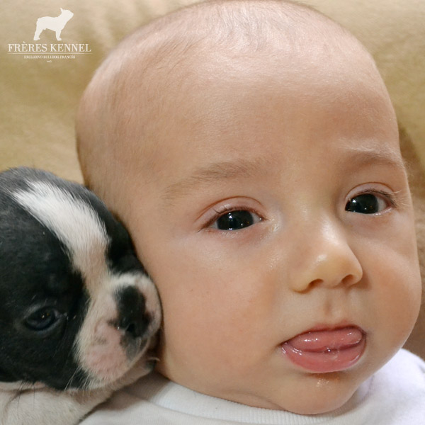 Cachorros Bulldog Francés