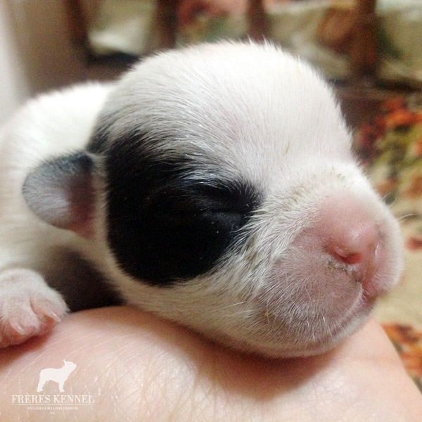 Cachorros Bulldog Francés