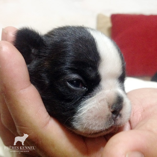 Cachorros Bulldog Francés