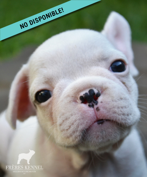 Cachorro Bulldog Francés