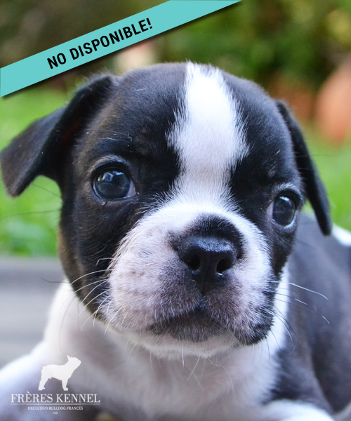Cachorro Bulldog Francés