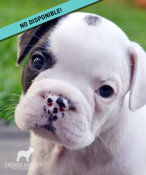 Cachorro Bulldog Francés