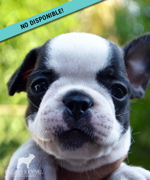 Cachorro Bulldog Francés