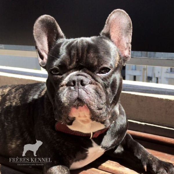 GÜEMES Bulldog Francés