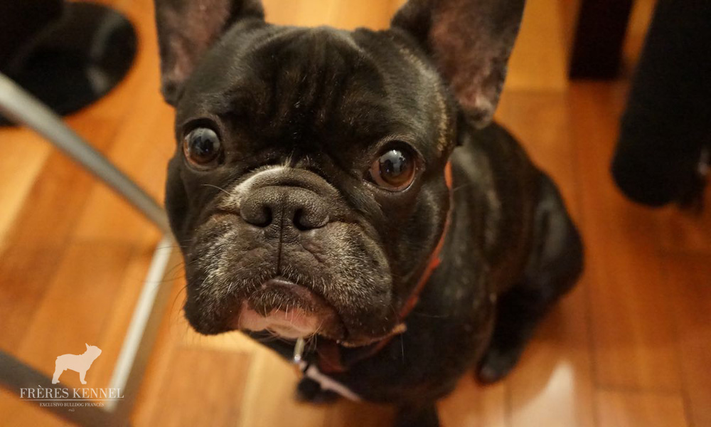 GUEMES Bulldog Francés