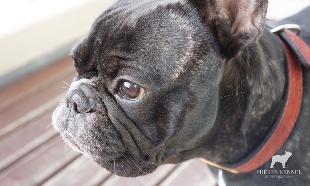 GUEMES Bulldog Francés