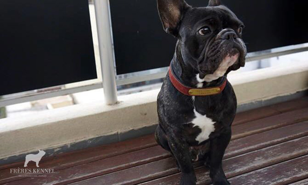 GUEMES Bulldog Francés