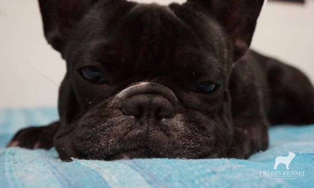 GUEMES Bulldog Francés