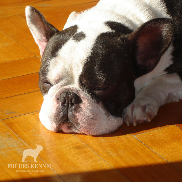 ROMEO Bulldog Francés