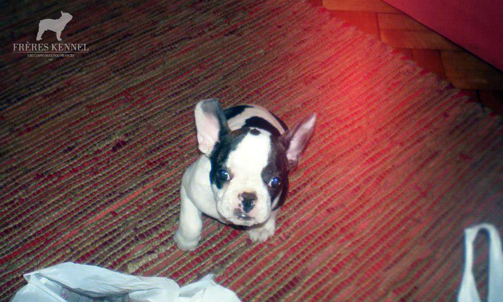 ROMEO Bulldog Francés