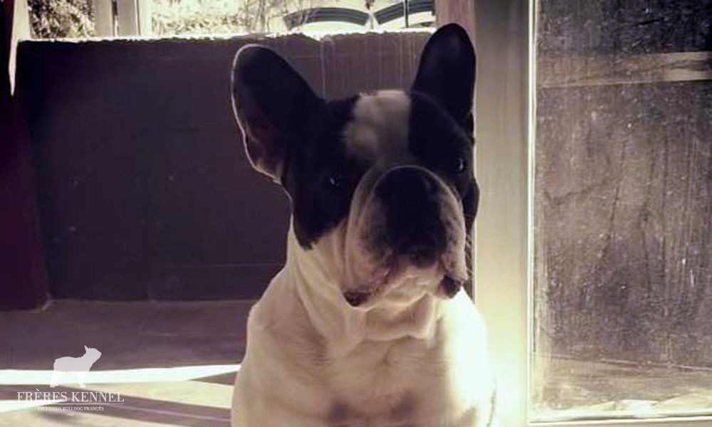 ROMEO Bulldog Francés