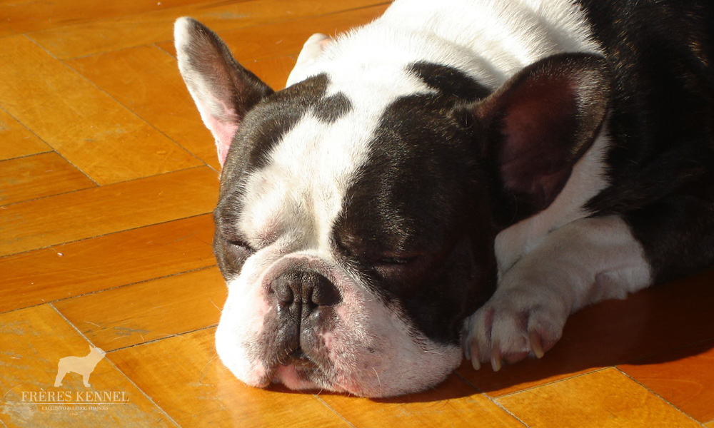 ROMEO Bulldog Francés