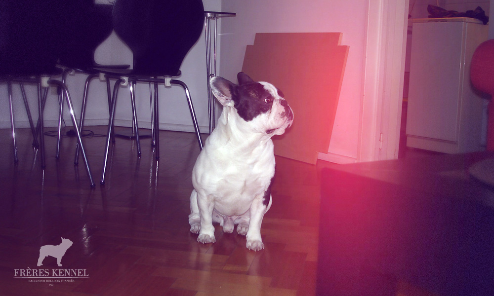 ROMEO Bulldog Francés